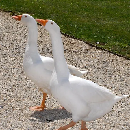 Camisassi 컨트리하우스 살루초